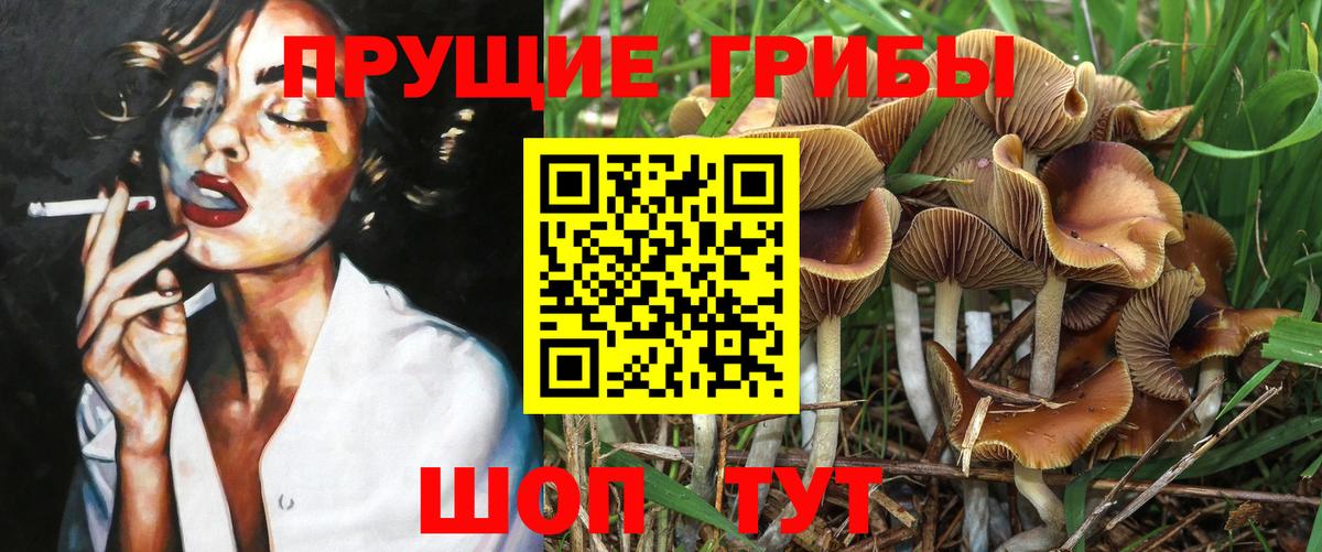 Псилоцибиновые грибы Psilocybe Хасавюрт